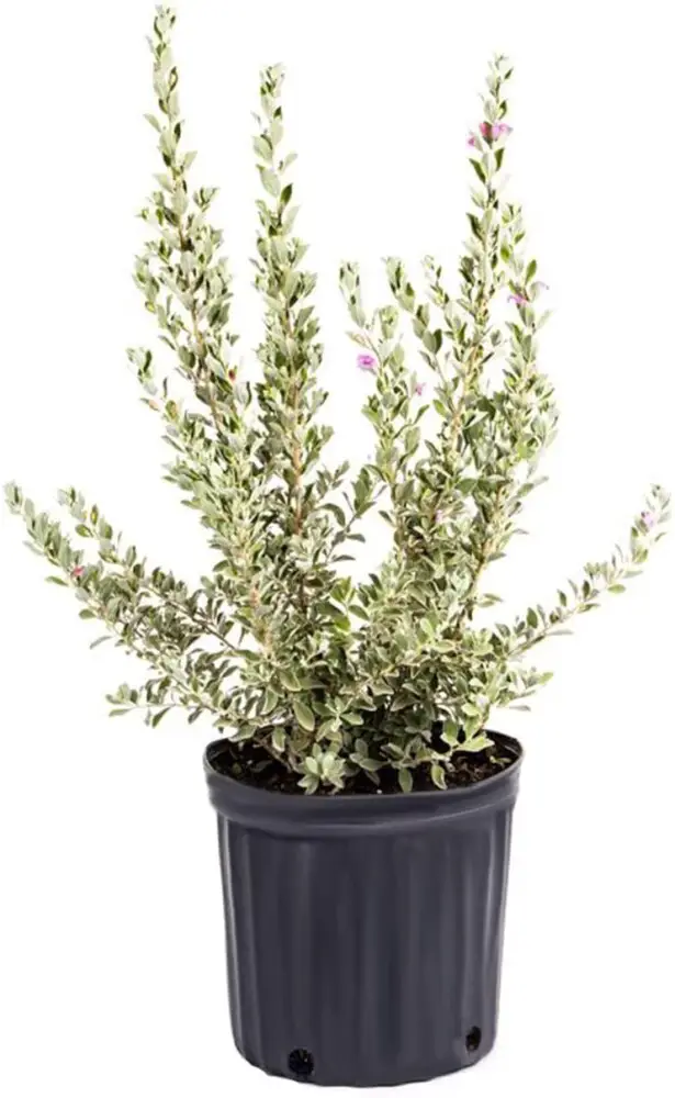AMERICAN PLANT EXCHANGE Texas Sage Live Plant, 3 Gallon, Lavender Purple Flowers